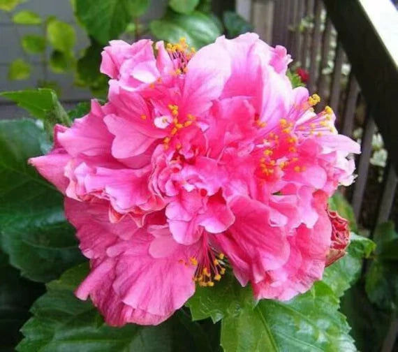 Tropical Hibiscus Starter Plant - Pride of Hankins Pink - Triple Blooms - Hibiscus rosa-sinensis
