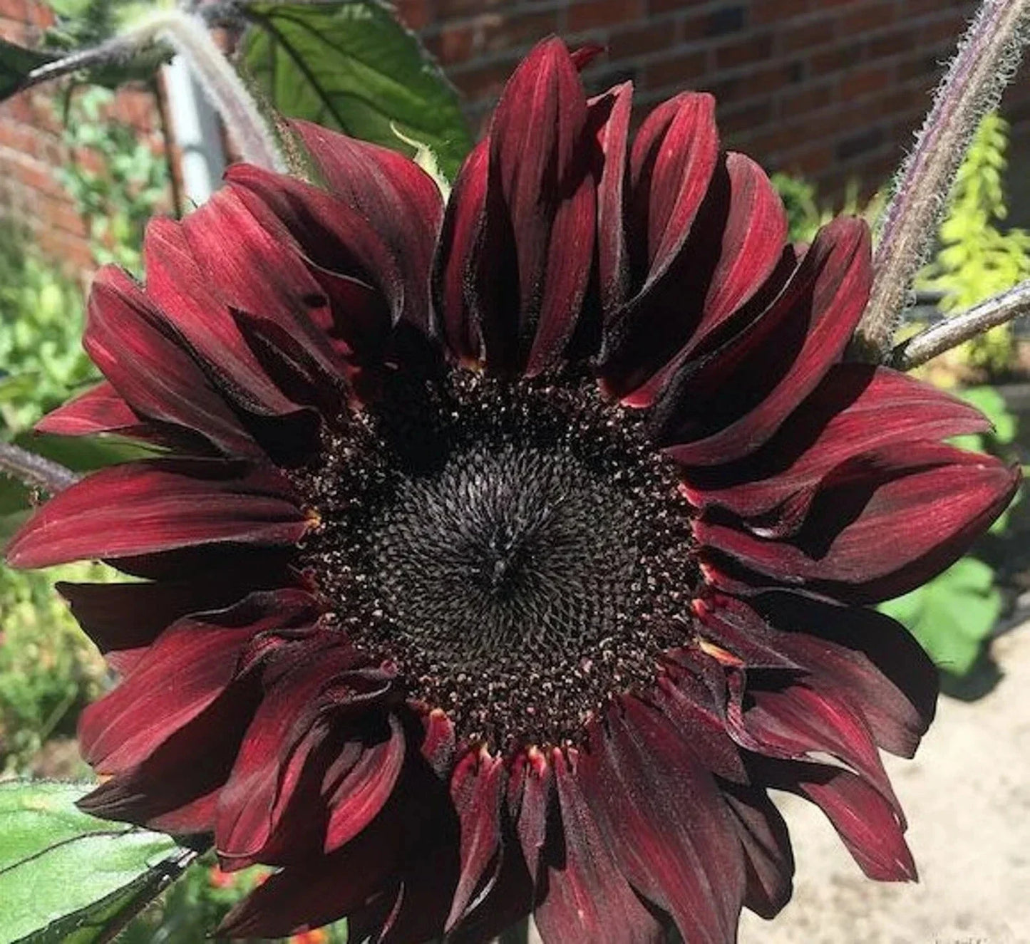 Chocolate Cherry Sunflower Seeds 50pcs Pack - Red Brown Flowers for Summer Garden - Helianthus annuus