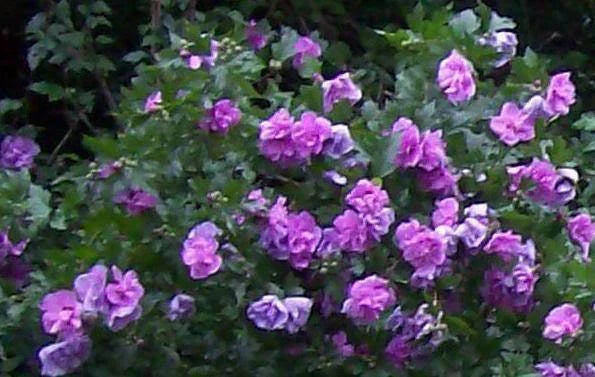 Double Purple/Pink Rose of Sharon Unrooted Cuttings Set of 10 - Hibiscus syriacus