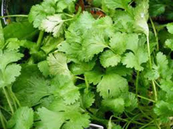 Cilantro Seeds, 50 Seeds, Slow Bolt Heirloom, Non-GMO Culinary Herb, Coriandrum sativum