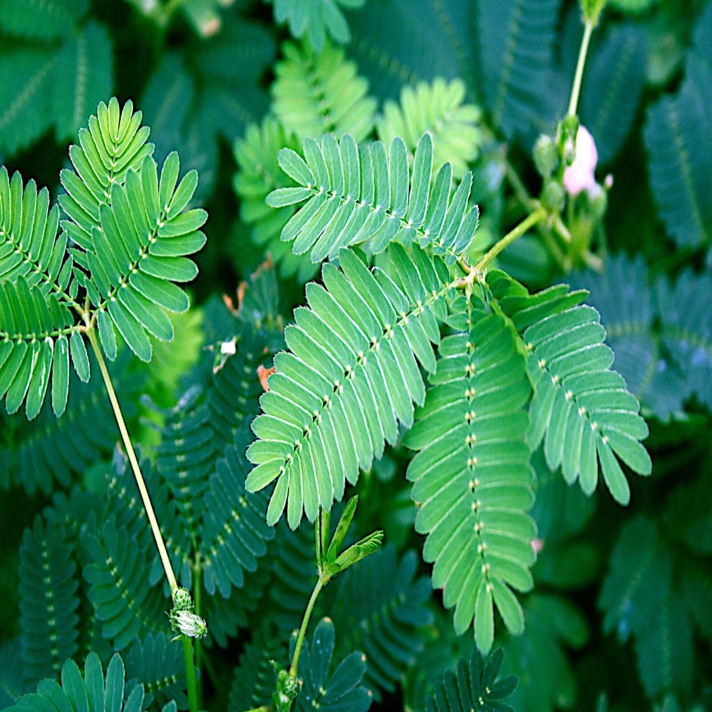 Dwarf Mimosa Pudica Seeds - Sensitive Plant Tropical Houseplant Flower Seeds for Home Gardening
