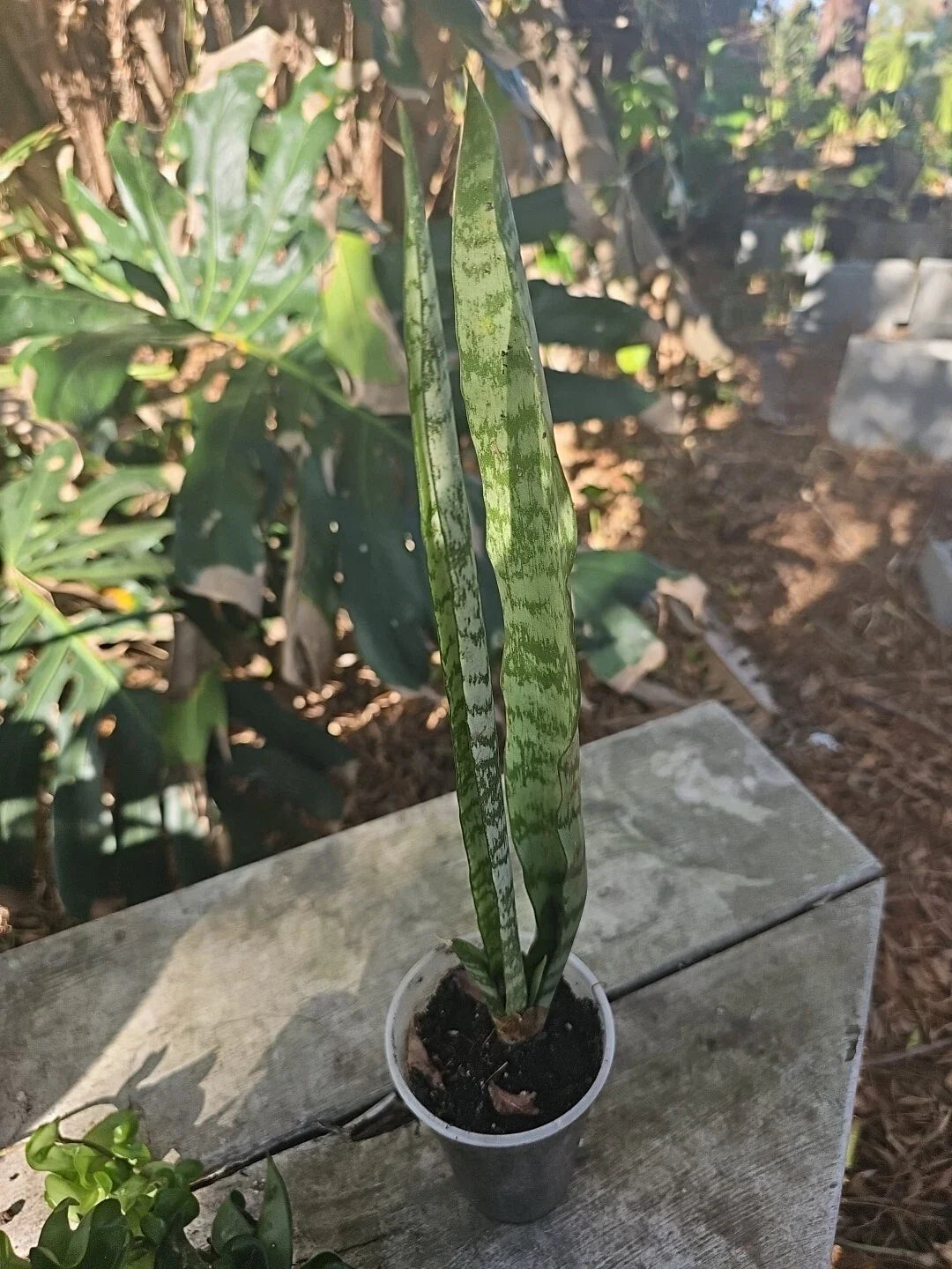 Sansevieria Zeylanica Succulent Plant Bare Root Hurricane Milton Mother-in-Law's Tongue