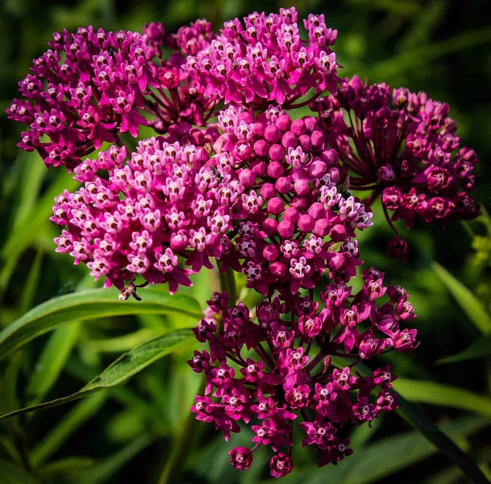 Swamp Milkweed Seeds 100 Count - Asclepias incarnata - Native Pollinator Plant - Green