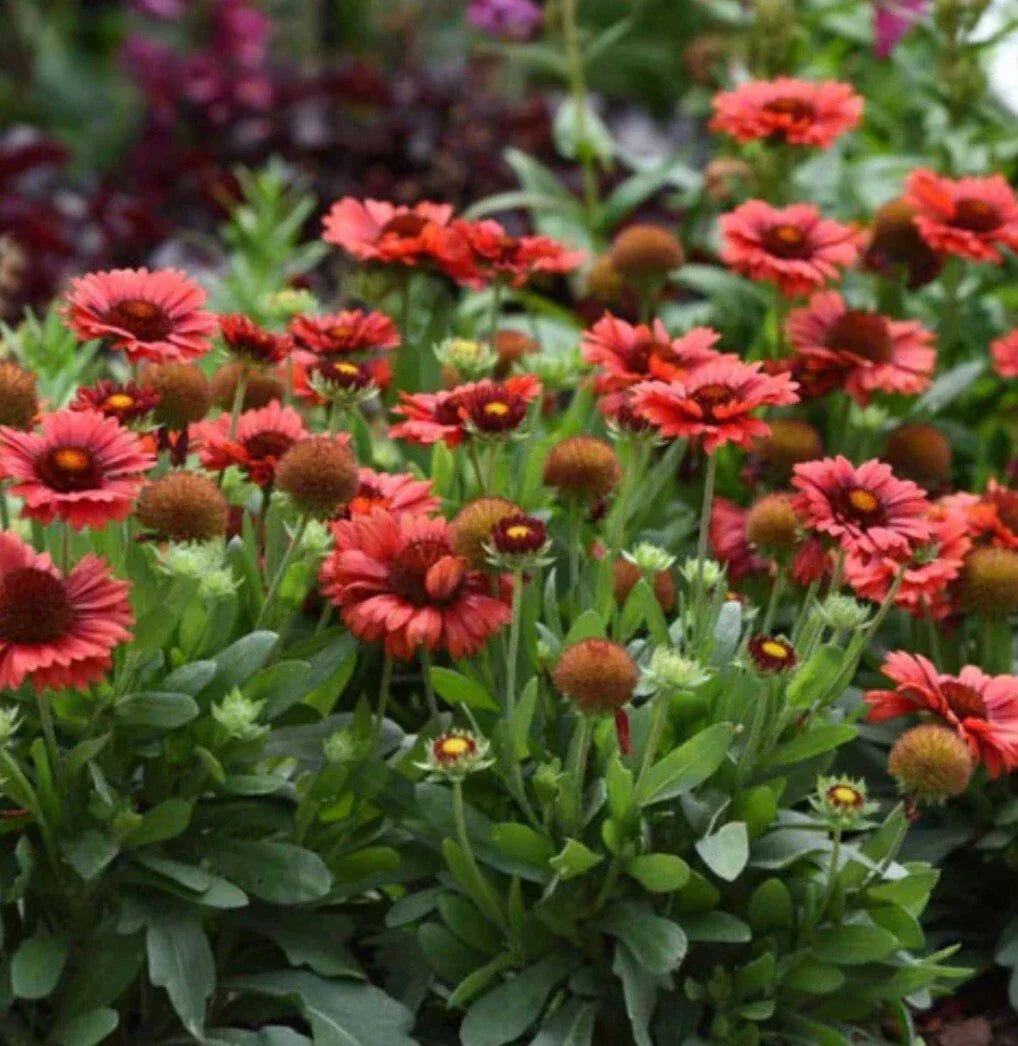 Spintop Red Flower Plant - Vibrant Red Blooms - Perfect for Gardens - (Scientific Name: Not Available)
