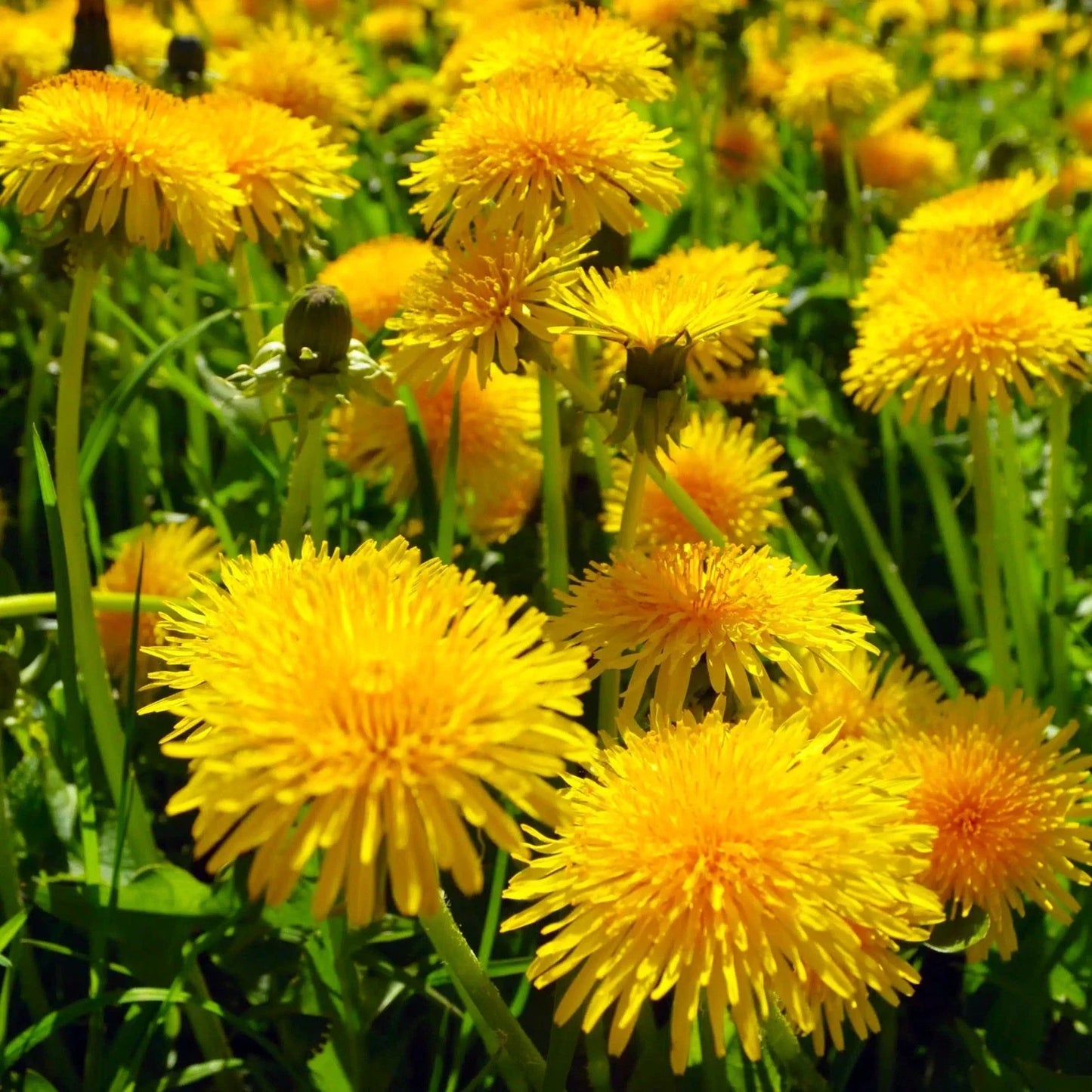 Dandelion Seeds for 2025 Planting - Taraxacum Yellow Puffball Cankerwort Clover