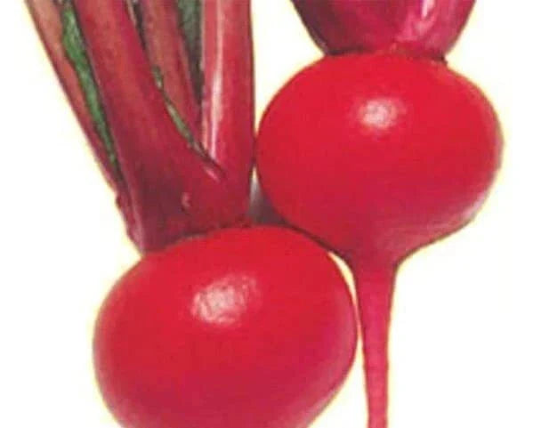 Red Round Turnip Seeds - 100 Heirloom Seeds for Planting - Exotic Garden Variety - Brassica rapa