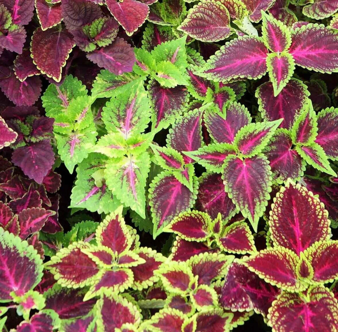 Rainbow Coleus Seeds Mix - 200+ Floral Strain, Painted Leaves, Annual Flower Garden - Perfect for Colorful Landscaping