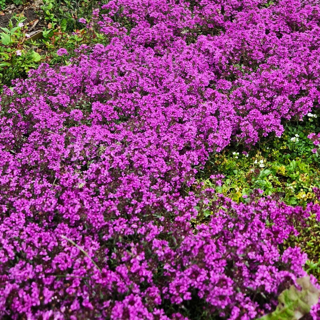 Creeping Thyme Seeds - Purple Magic Carpet Ground Cover - Thymus serpyllum - Ideal for 2025 Planting