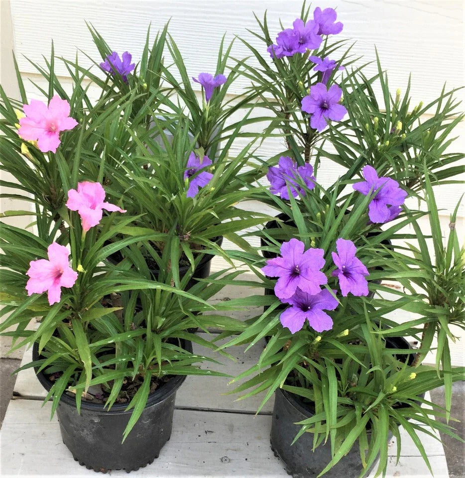 Dwarf Katie Ruellia Plants - 6 Flowering Plants (4 Purple, 2 Pink) with Roots and Leaves - Ruellia brittoniana