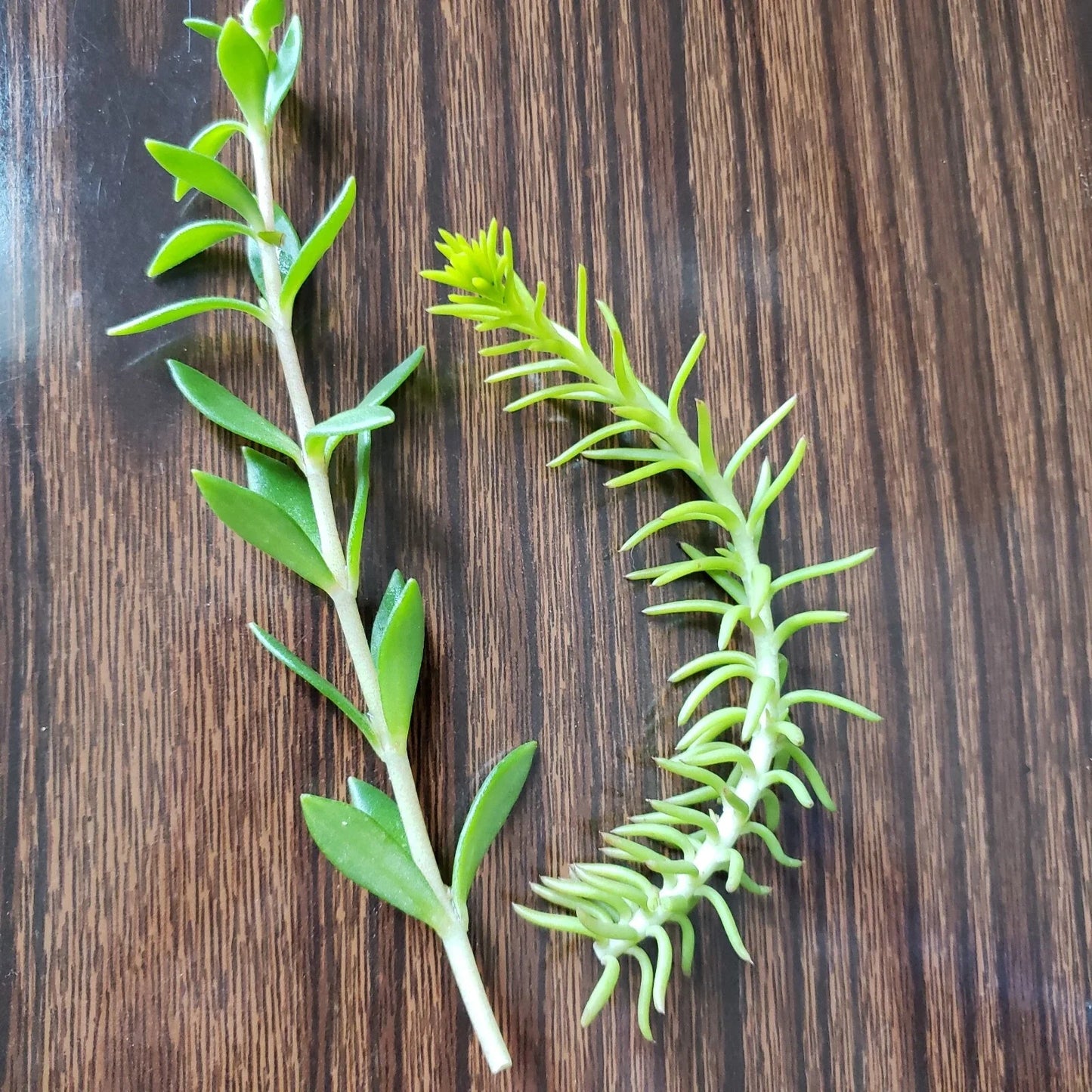 Sedum Cuttings 50 Pack, Rupestre Angelina & Sarmentosum Stonecrop, Edible Succulent Plants,垂盆草