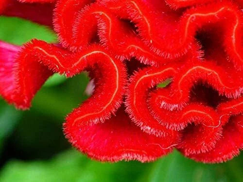 Cockscomb Flower Seeds - 100 Pack - Celosia cristata - Vibrant Garden Planting Seeds - Made in USA