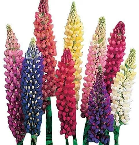 Giant Lupine Seeds - 200 Count - Exotic Flower Variety - Lupinus polyphyllus