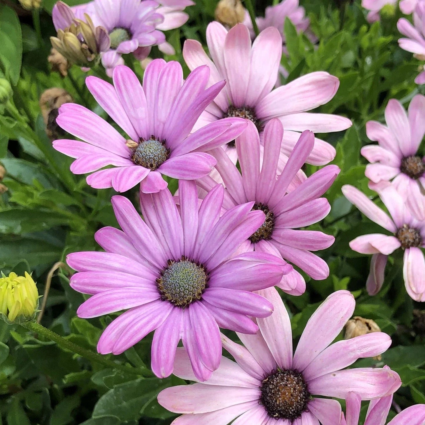 Light Purple Cape Daisy Seeds - 200+ Count for Garden Planting - Osteospermum ecklonis - USA