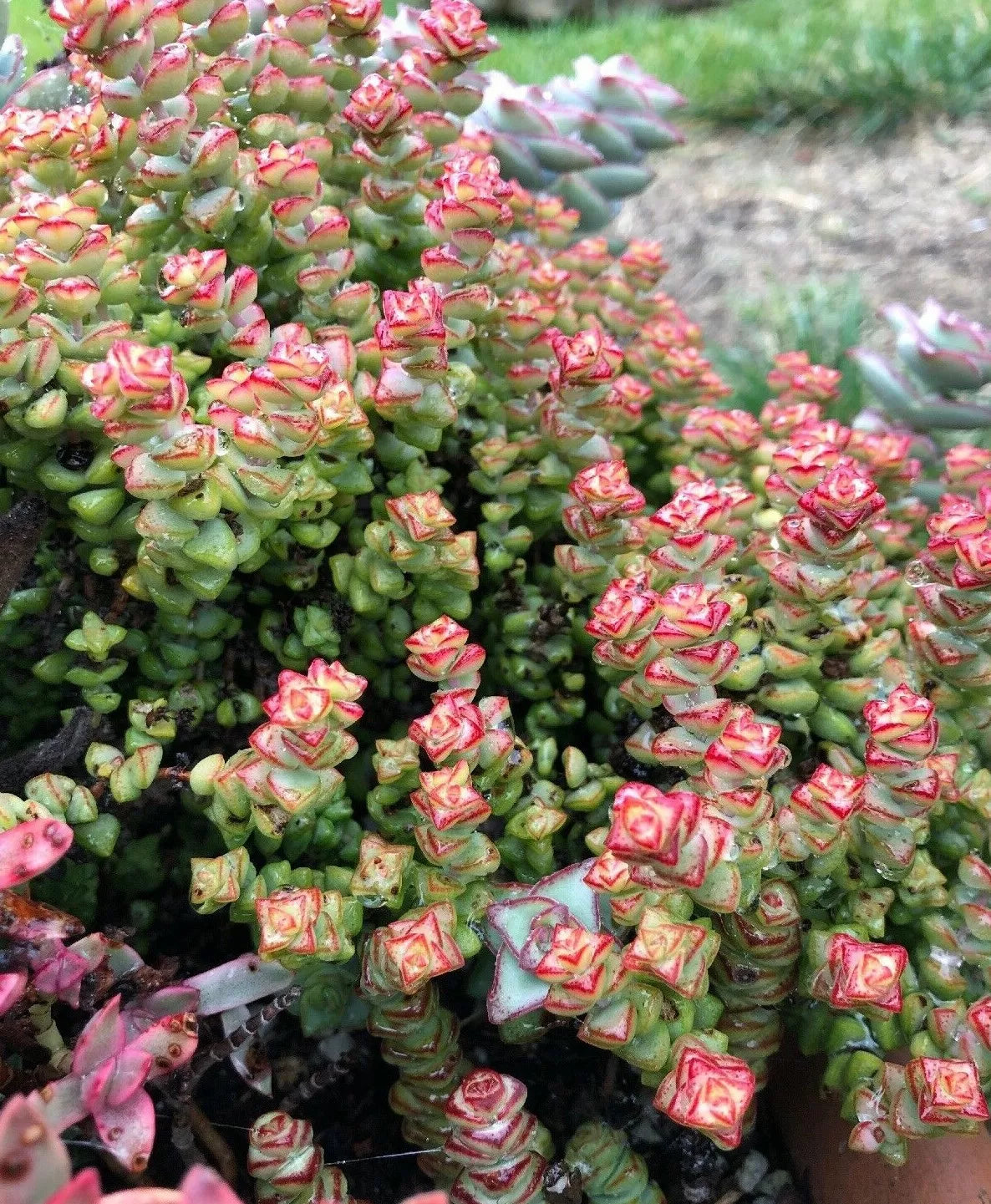Crassula ‘Tom Thumb’ Cuttings - 2 Succulent Cuttings, 3-4" - Ideal for Miniature Gardens, Houseplants, or Terrariums