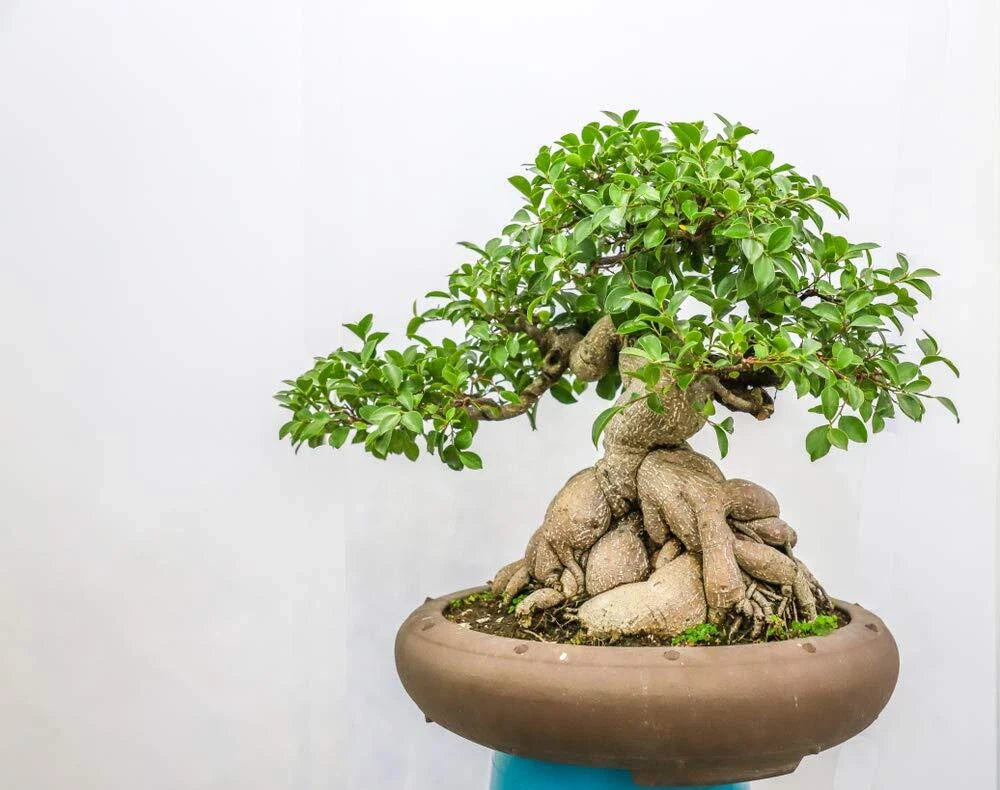 Ficus Bonsai Tree Seeds - 25 Seeds - Indoor Plant - Ficus retusa - Made in USA