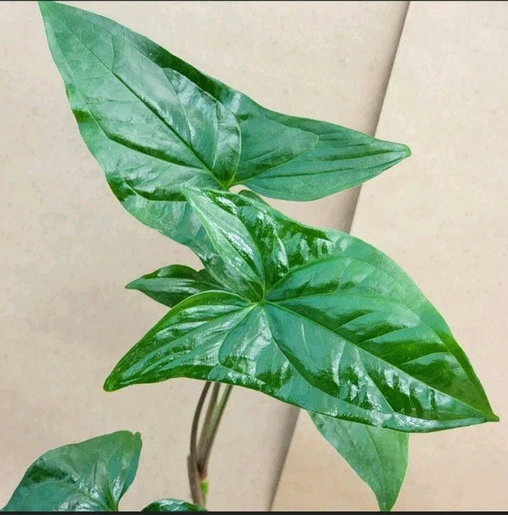 Syngonium Cuttings - Green Arrowhead - 2 Plant Cuttings - Syngonium podophyllum