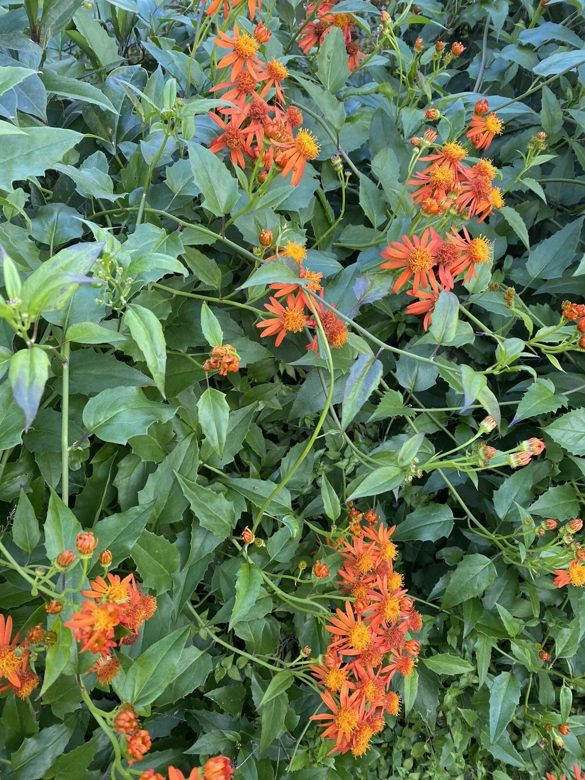 Mexican Flame Vine Cuttings 10 Pack 5-7 inches Pseudogynoxys Chenopodioides No Roots