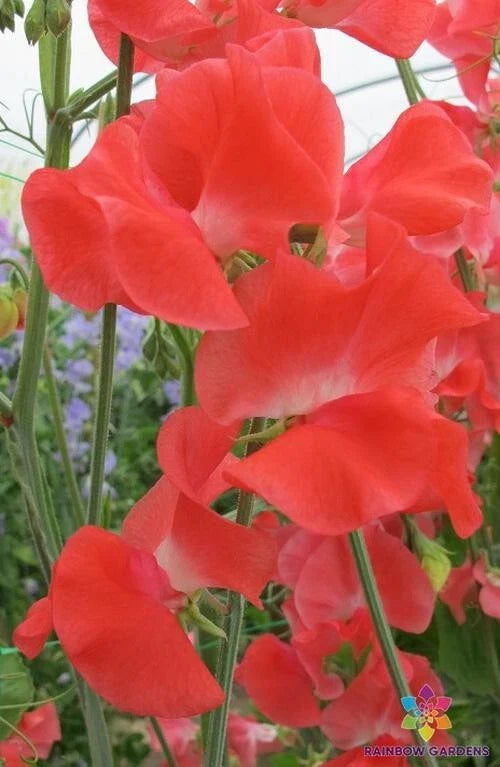 Edith Flanagan Sweet Pea Seeds - 50+ Pack - Heirloom Garden Seeds - Lathyrus odoratus - USA