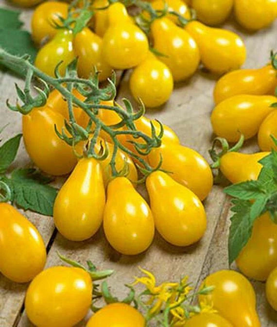 Small Yellow Pear Cherry Tomato Seeds | Heirloom Non-GMO Vegetable Seeds | Solanum lycopersicum