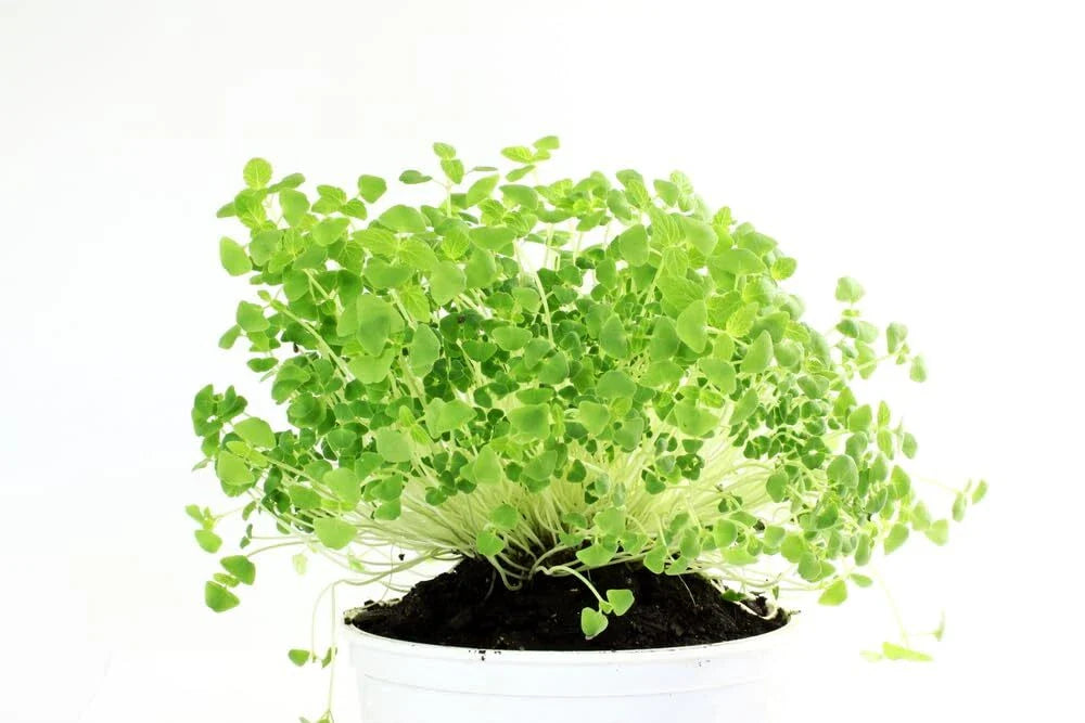 Chia Seeds for Planting - Microgreens Variety - Salvia hispanica - Organic Non-GMO Chia Seed