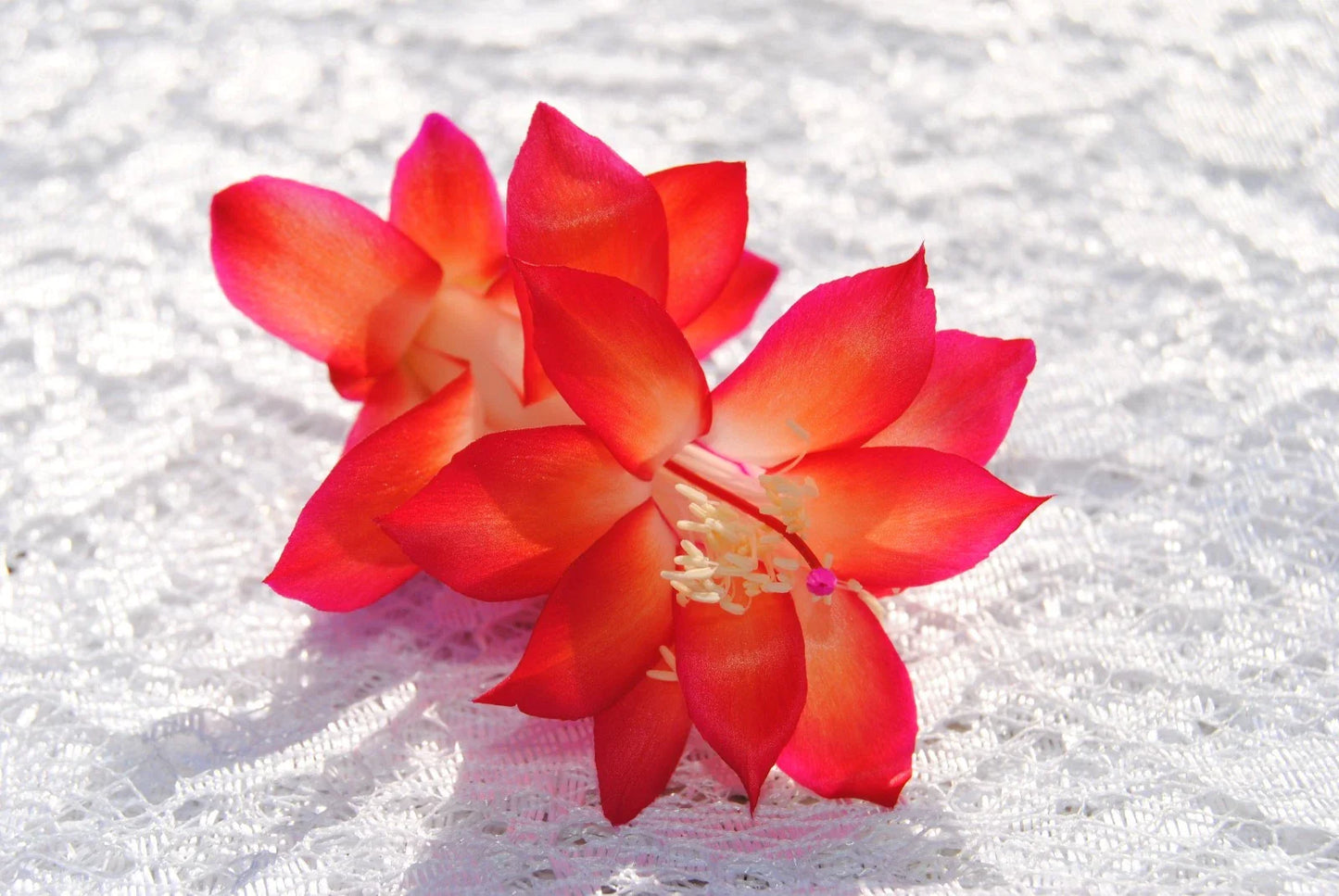 Christmas Cactus Starter Plant - Roxanne Variety - Schlumbergera Truncata - Perfect for Holiday Decor
