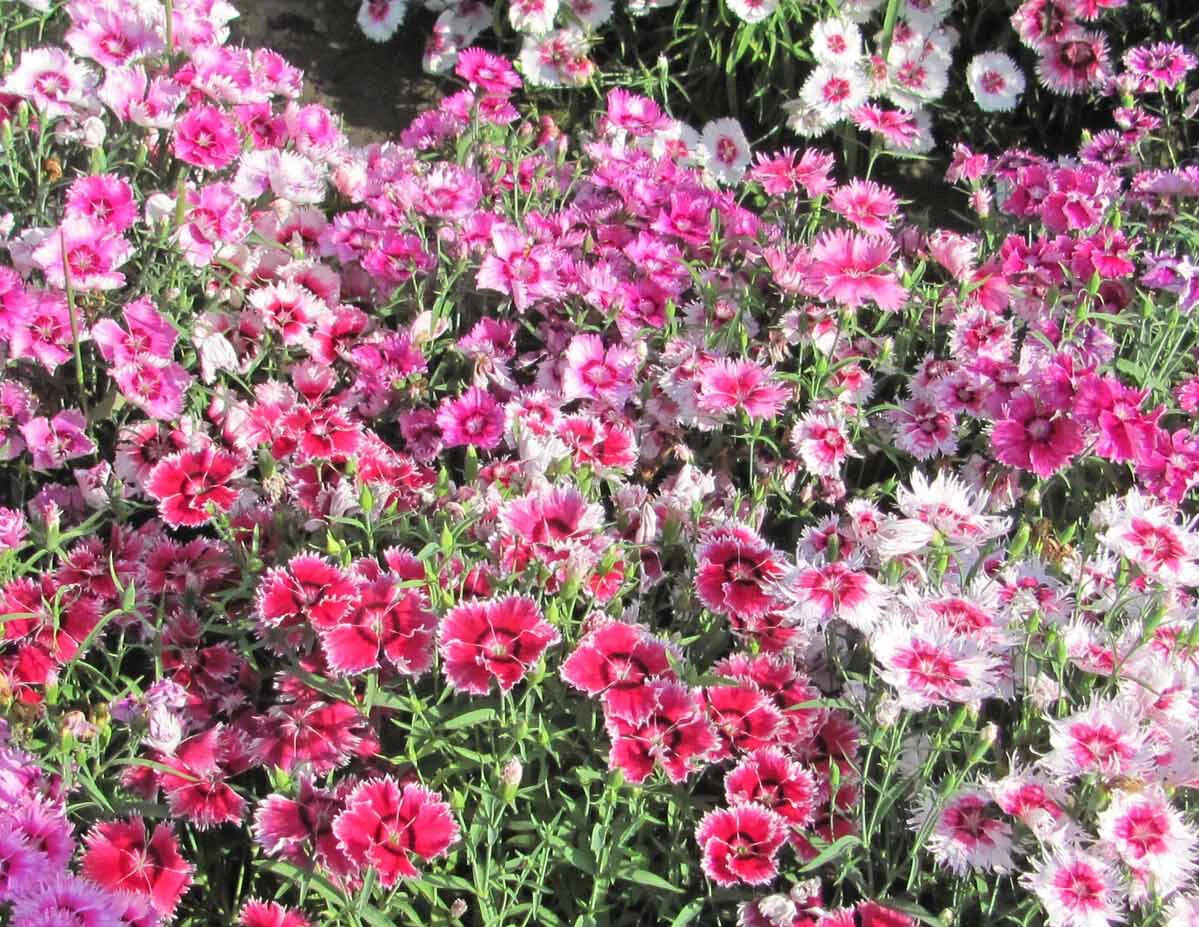 Sweet William Seeds - Large Flowered Mix - Fragrant Blooms - Dianthus barbatus - Non-GMO - 500 Seeds