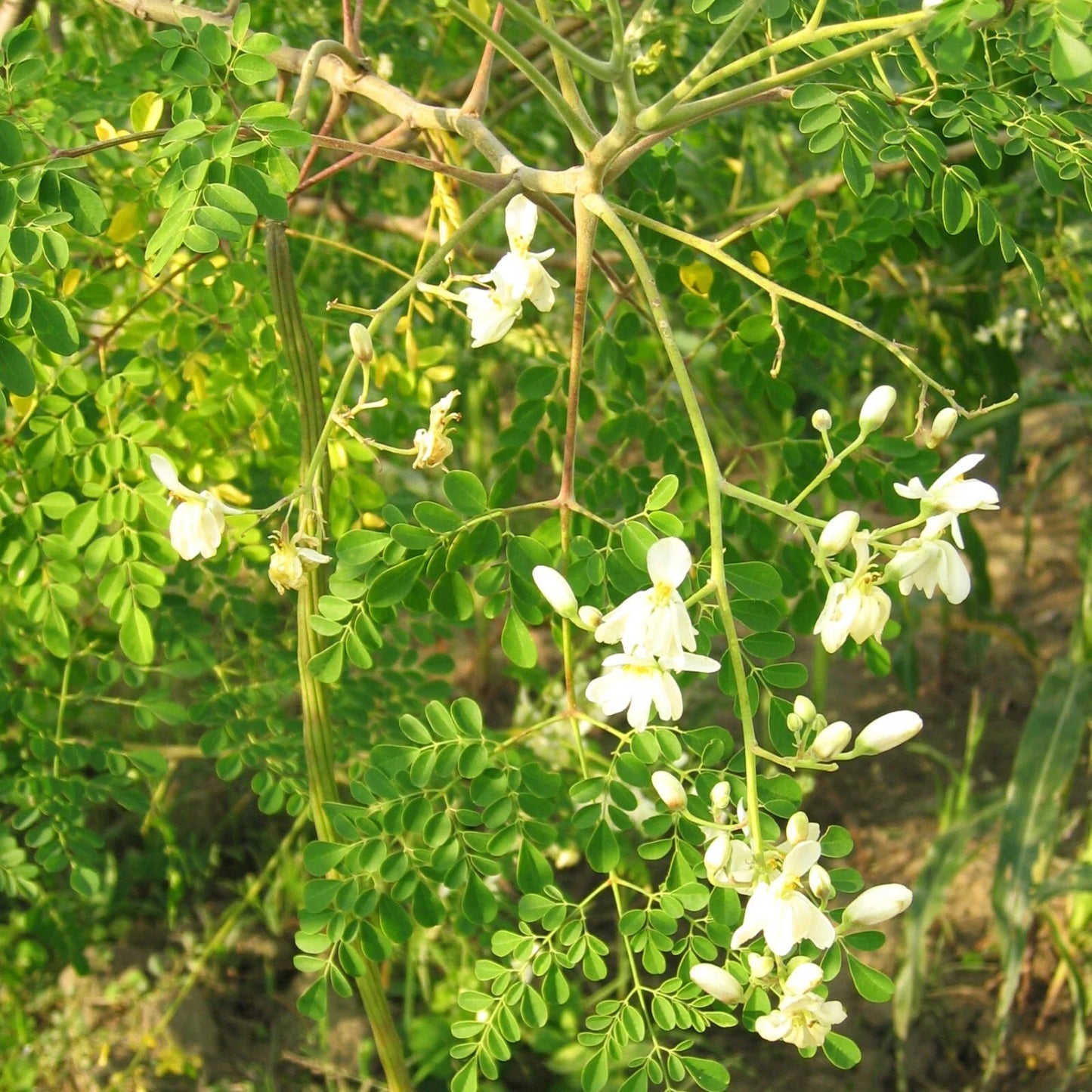 Moringa Tree Seeds | M. Oleifera Drumstick Variety | Indian Horseradish Pods | 2025 Harvest