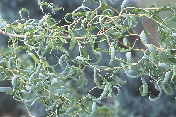 Curly Willow Tree Cuttings, 5 Stem Cuttings, Corkscrew Willow, Salix matsudana ‘Tortusa’