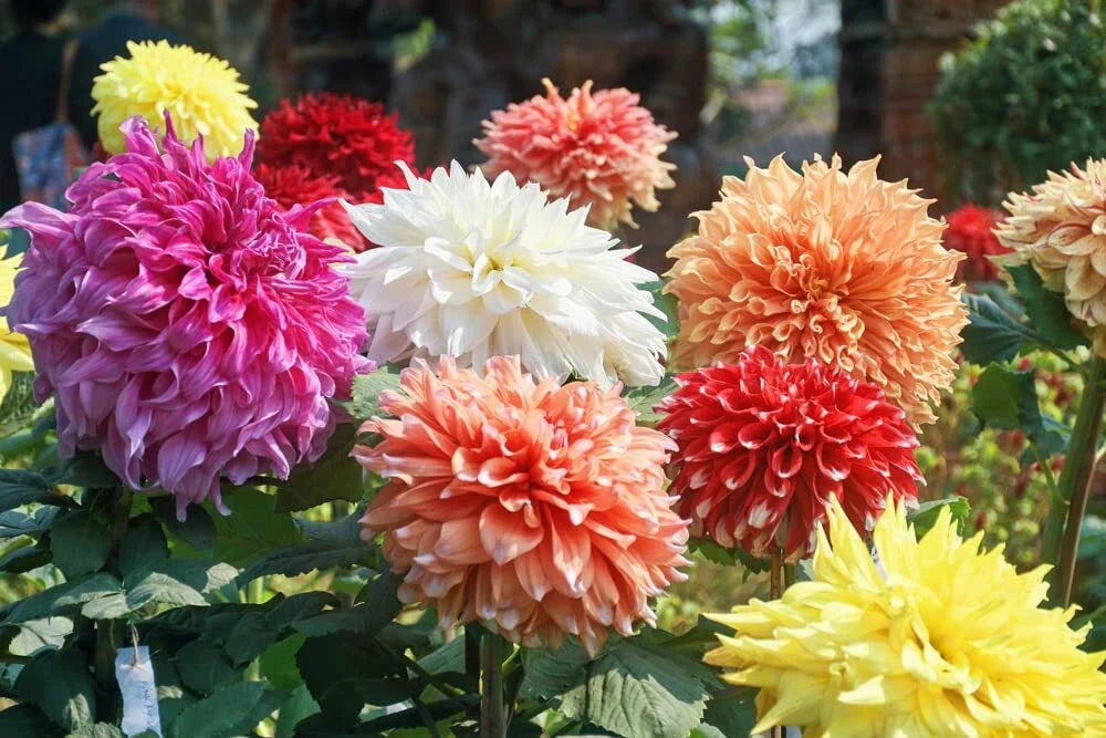 Dahlia Flower Seeds 30-Pack Showtime Showpiece Mix - Made in USA, Ships from Iowa
