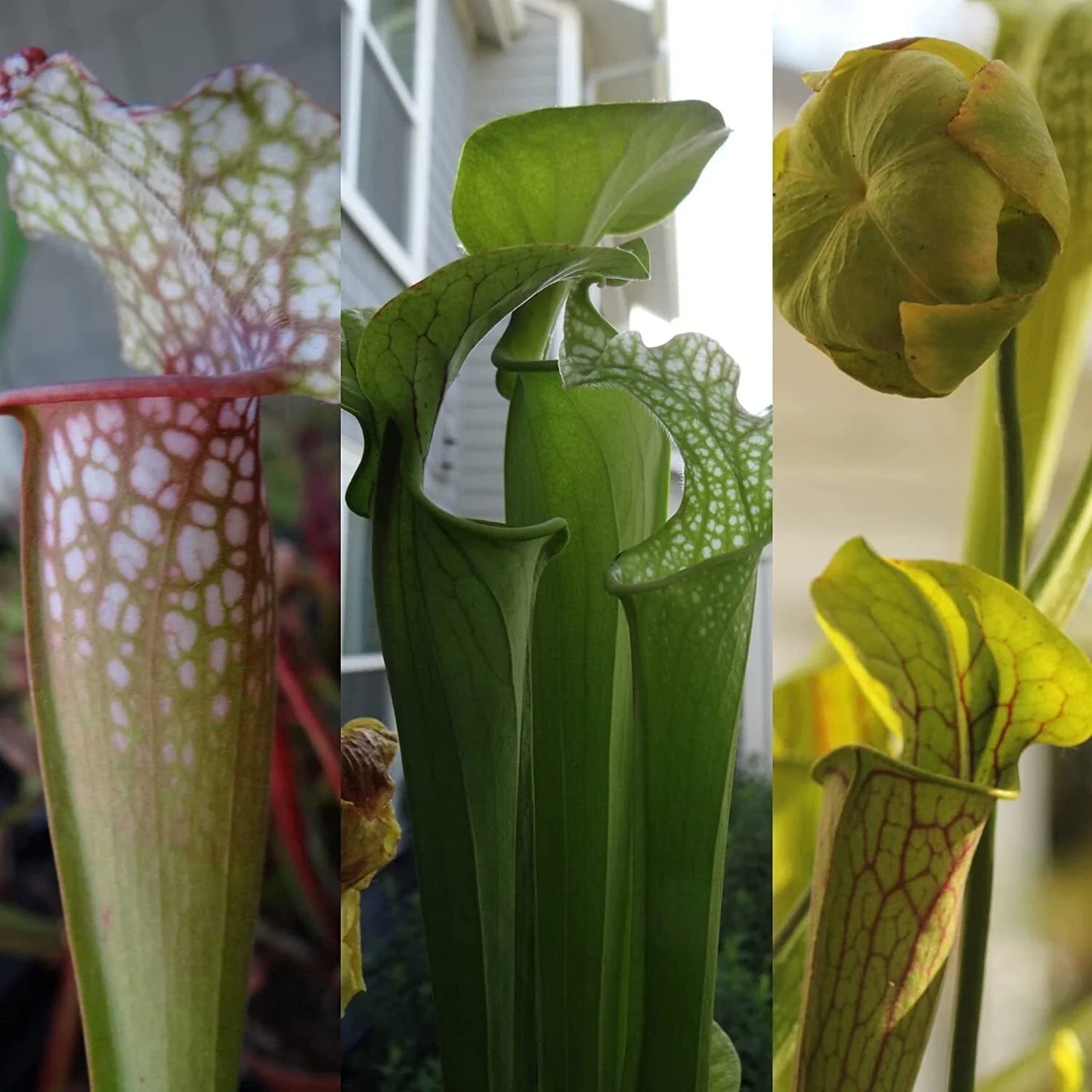 LIVE Carnivorous Pitcher Plant - Beginner Friendly - Sarracenia - Unique Garden Addition