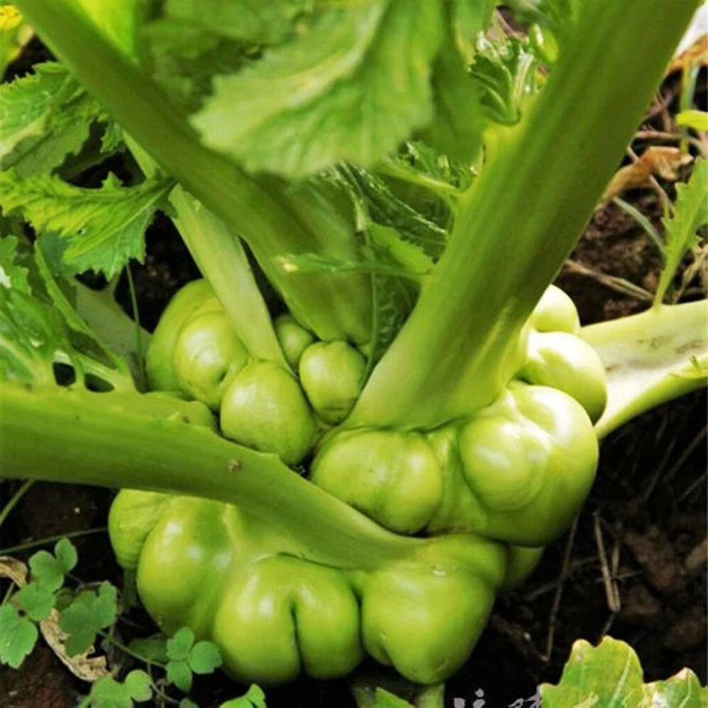 Chinese Stem Mustard Tuber Seeds 2025 | Zha Cai Swollen Knob Tsa Tsai | Brassica juncea Var. tumida