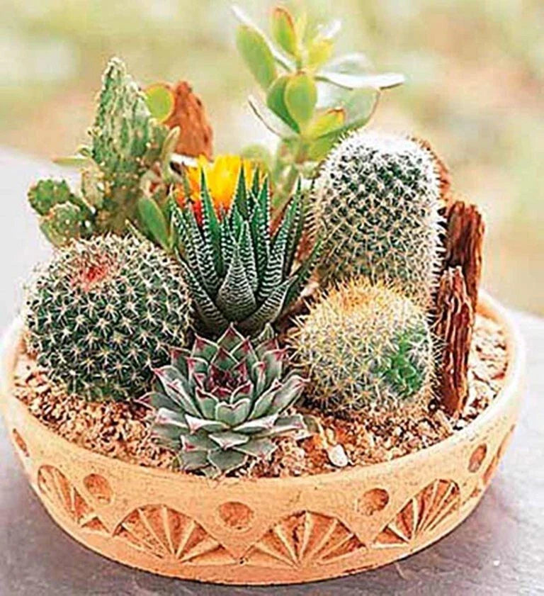 Rare Mixed Cactus Seeds 100pcs Pack, Succulent Seeds for Planting, Unique Varieties, Ideal for Gardening, DIY Terrariums