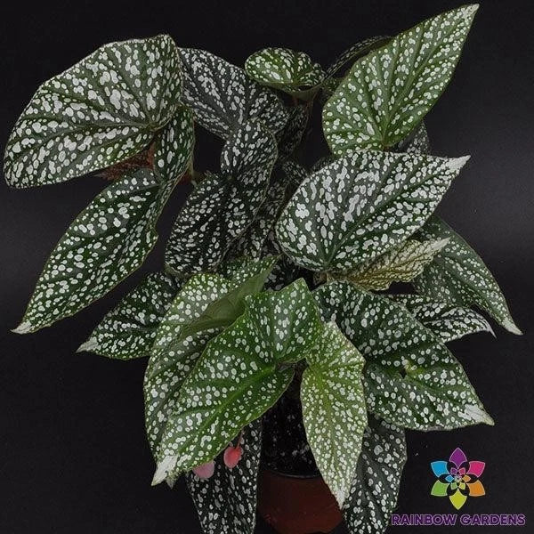 Snow Capped Begonia Seeds - 25+ Count - Ideal for Garden Planting - Begonia spp. - USA - Free Shipping
