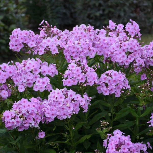 Uptown Girl Phlox Seeds - 100+ Count - Garden Planting - Phlox paniculata - USA