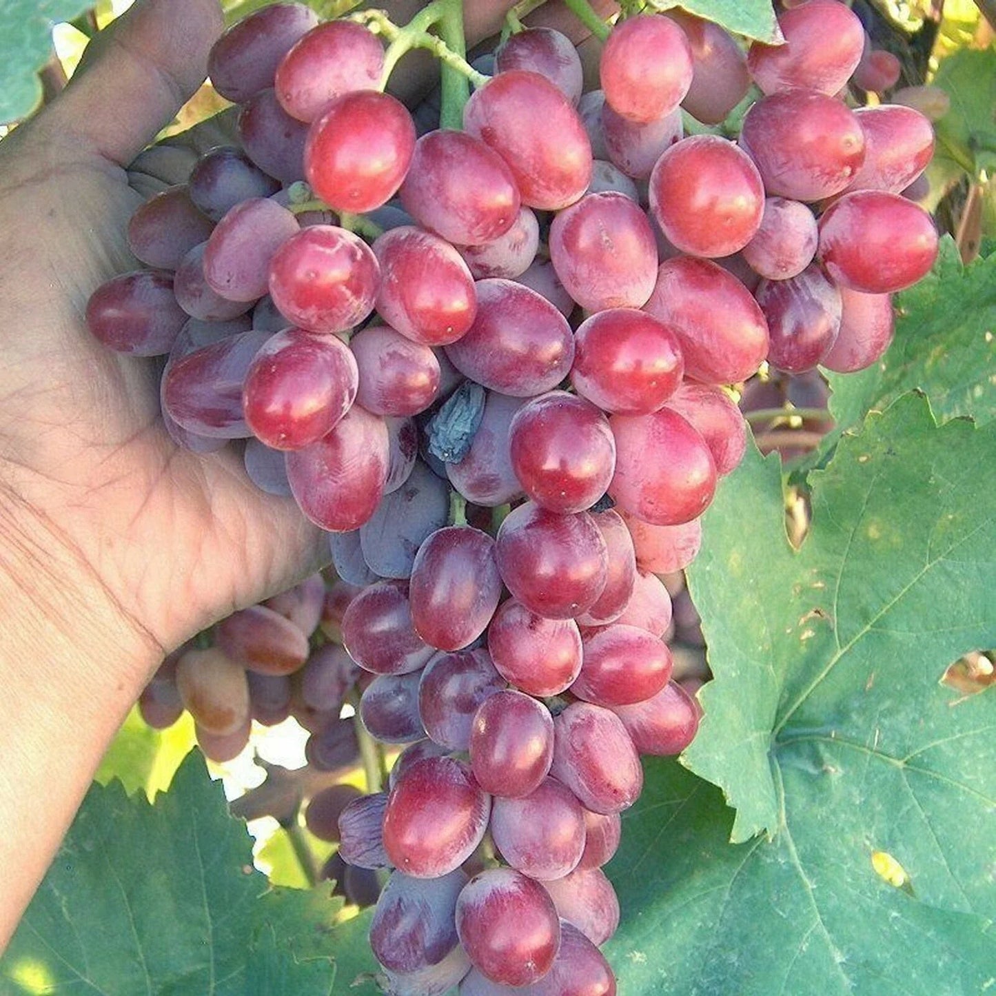 Crimson Vine Cuttings - Large Red Seedless Table Grapes - T110B - No Roots - Perfect for Raisins (Vitis vinifera)