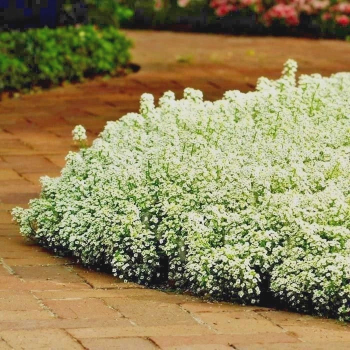 Dwarf Sweet Alyssum Flower Seeds - Carpet of Snow Groundcover - Drought & Heat Tolerant - 1501+ Seeds