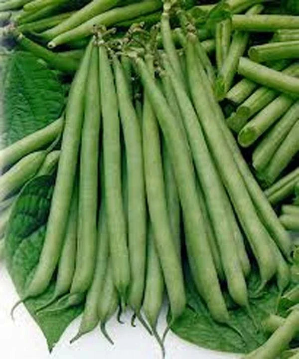 Slenderette Bush Bean Seeds, 500+ Non-GMO Seeds, Healthy and Great Tasting, Phaseolus vulgaris