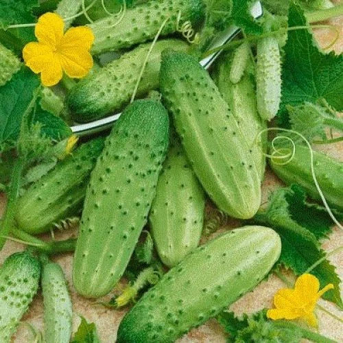 Cucumber Seeds - 28 Seeds - Carolina Pickling - Cucumis sativus - GroCo USA