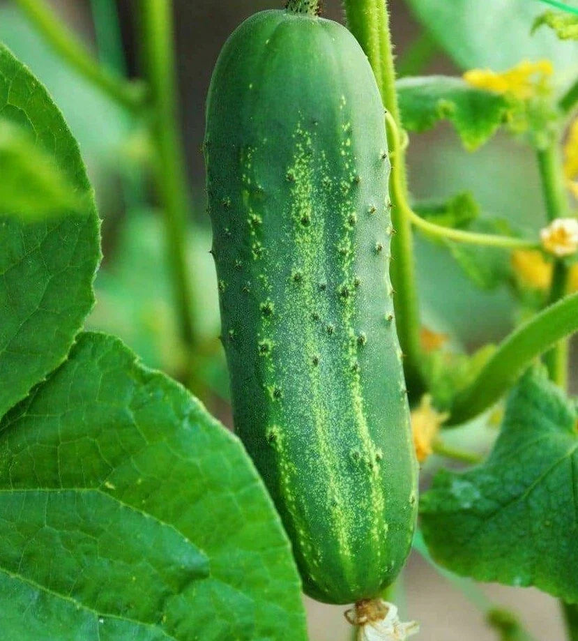 Cucumber Seeds 50+ Ashley Cucumber Hot Weather Vegetable Garden Cucumis sativus