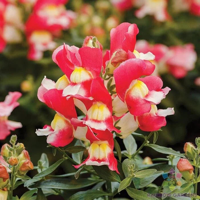 Snapdragon Seeds - 1000+ Snappy Rose White - Antirrhinum majus - Garden Flower Seeds - USA - Free Shipping