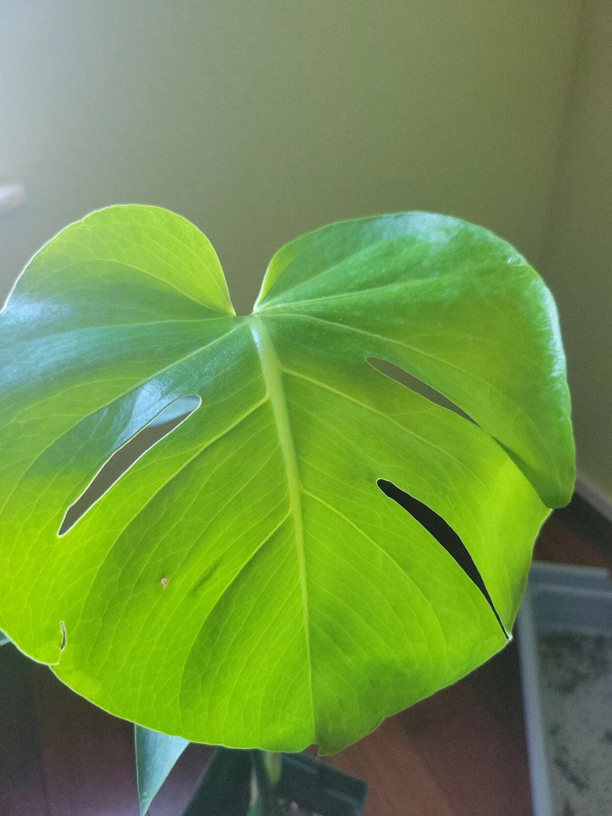 LIVE Monstera Deliciosa Plant - Split-Leaf Swiss Cheese - Tropical Indoor Houseplant - Easy Care - Philodendron