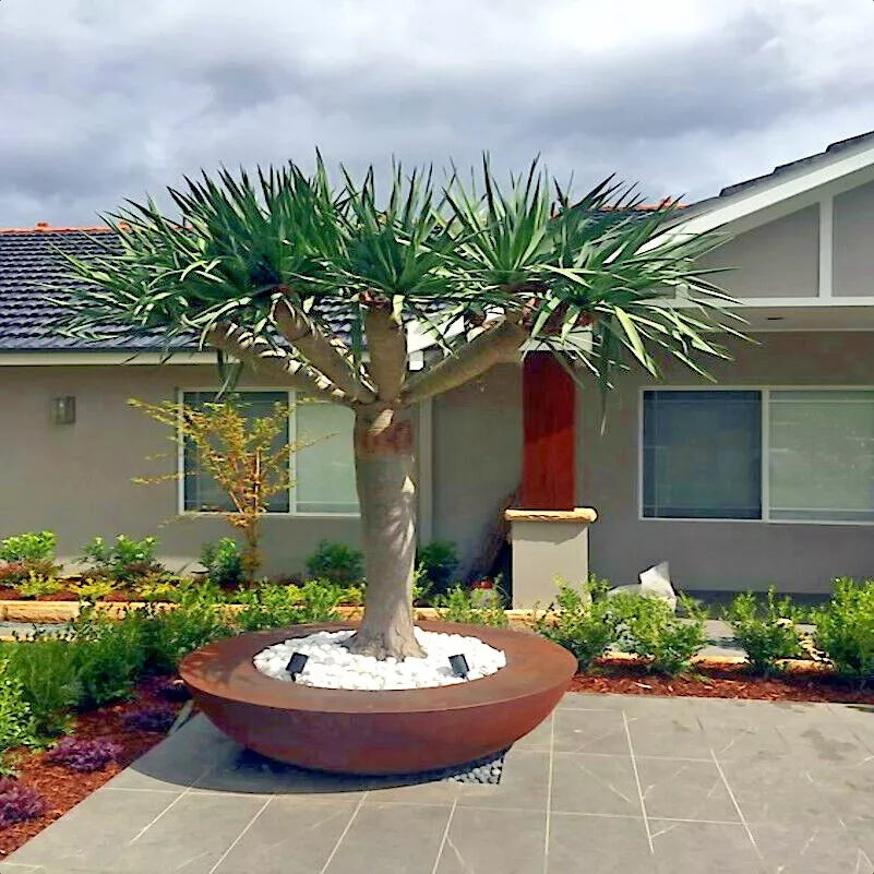 Dragon's Blood Tree Seeds - 10 Pack - Dracaena draco - Exotic Canary Island Palm Bonsai