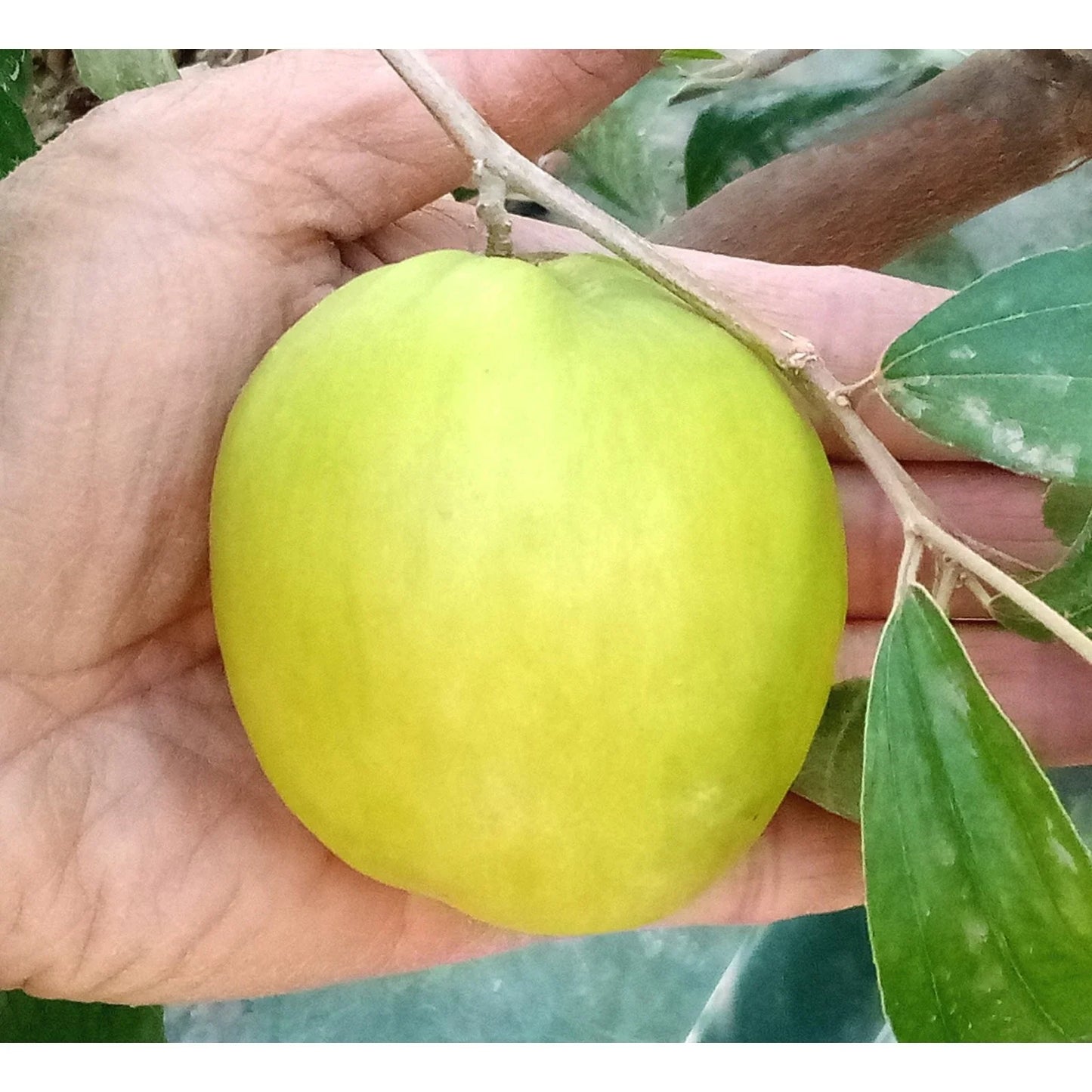 Taiwan Green Jujube Tree Cutting 10" Graft Large Juicy Sweet 19Brix Ziziphus jujuba