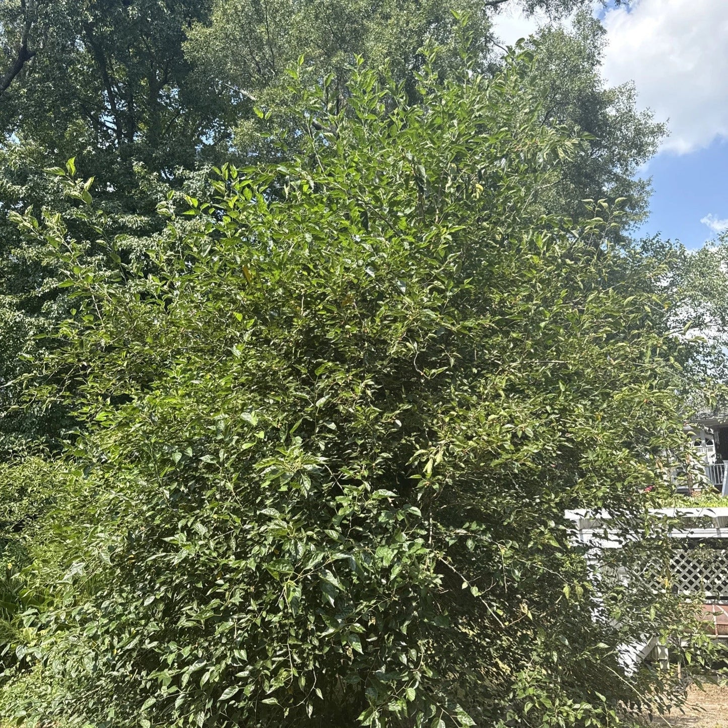 Live Mulberry Tree Plant | Well-Rooted | Morus spp. | Ideal for Home Garden | Fast Shipping from USA