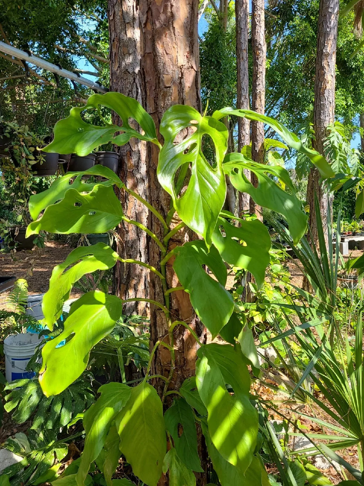 Monstera Acacoyaguensis Cutting - 2 Node Fresh Rare Tropical Aroid Plant