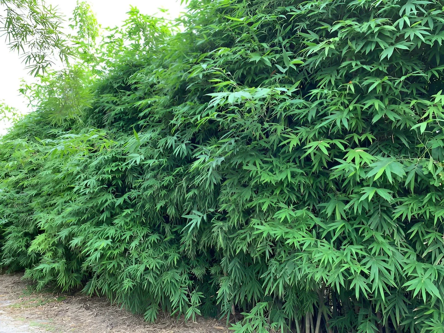 Dwarf Bamboo Seeds - 50 Pack - Clumping Privacy Plant for Garden - Shade Screen - US Seller - Bambusa spp.