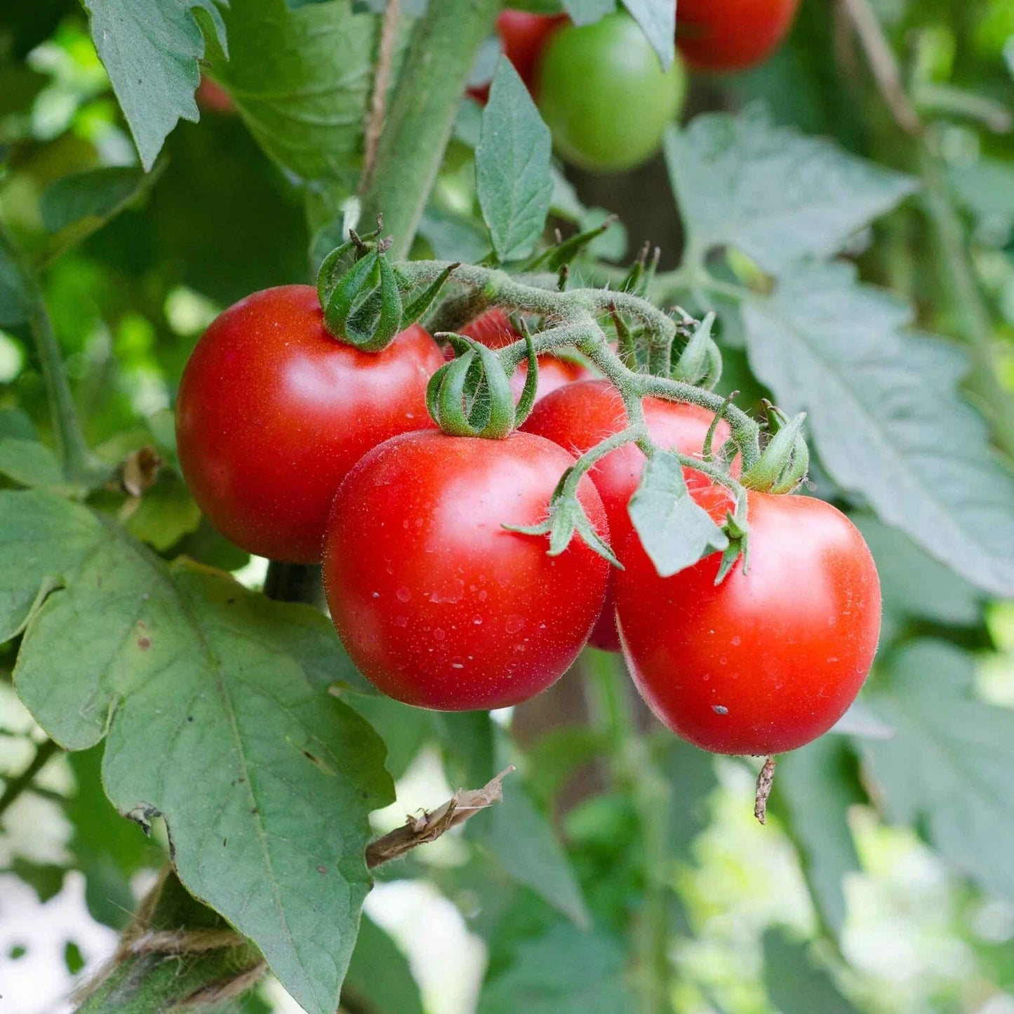 Large Heirloom Red Cherry Tomato Seeds, Non-GMO, Salad Variety, Free Shipping