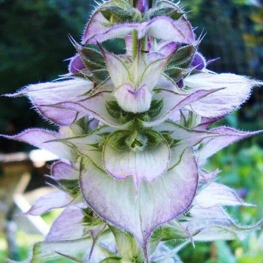 Clary Sage Seeds - 30 Count - Bluish-White - Salvia sclarea - Easy to Grow Herb