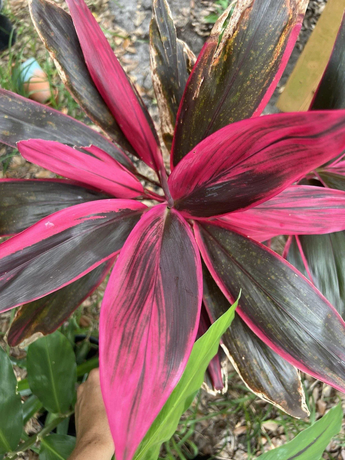 Hawaiian Ti Leaf Cuttings 6-inch Hybrid Green Pink Red No Roots (Cordyline fruticosa) - 3 Fresh Cuttings
