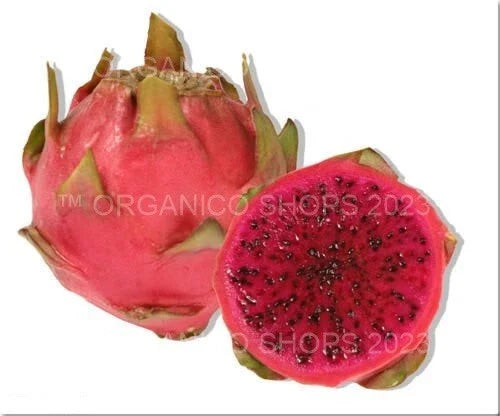 Dragon Fruit Cutting - Neon Variety - Hylocereus setaceus X